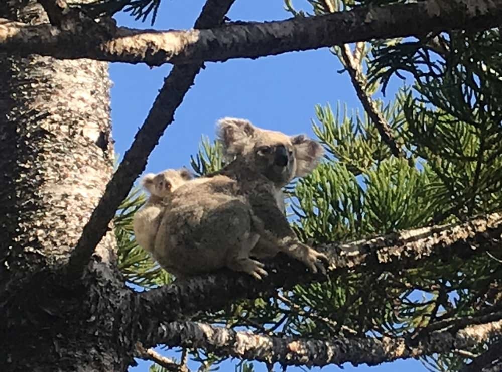 Koala con cría en un arbol